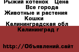 Рыжий котенок › Цена ­ 1 - Все города Животные и растения » Кошки   . Калининградская обл.,Калининград г.